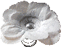fleurBP2